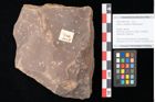Foto (Objekt + Etikett) von Quercus palaeoilex Ettingshausen (NHMW-GEO-2024-0188-0780)